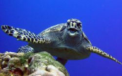 I waited for this turtle hiding behind a coral head and t... by Peter Sinclaire 